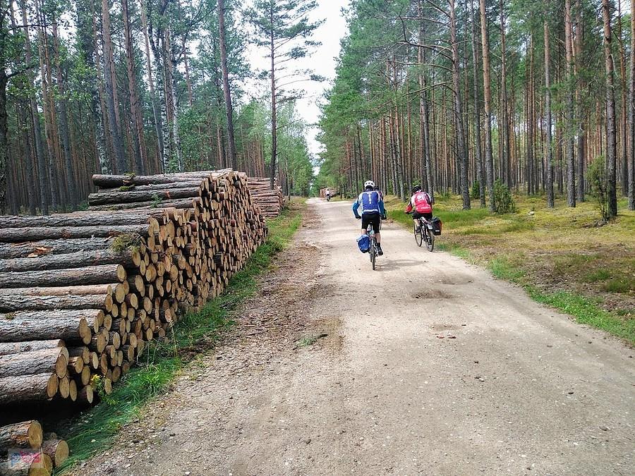 Rowerzyści na leśnej drodze