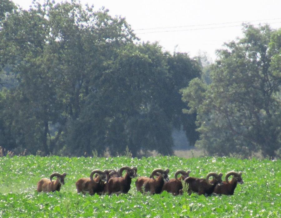 Stado dziko żyjących muflonów pod Poznaniem. Drugie spotkanie, po raz pierwszy widziałem taką ilość.