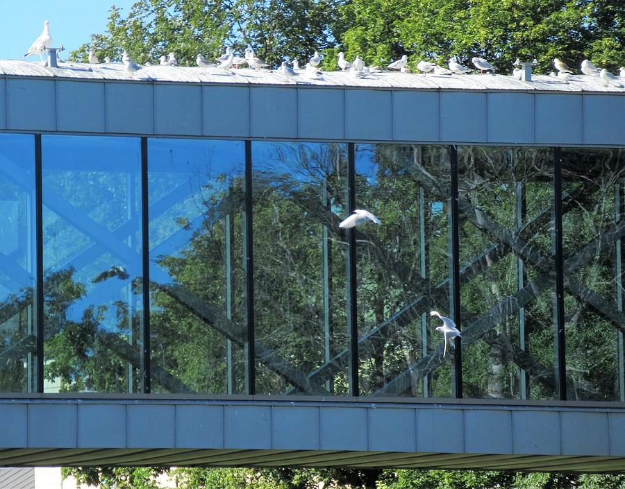 Ta bardziej zadrzewiona część Śluzy - Ostrów Tumski, Poznań