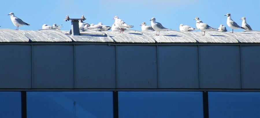 Mewy śmieszki na dachu Śluzy - Ostrów Tumski, Poznań