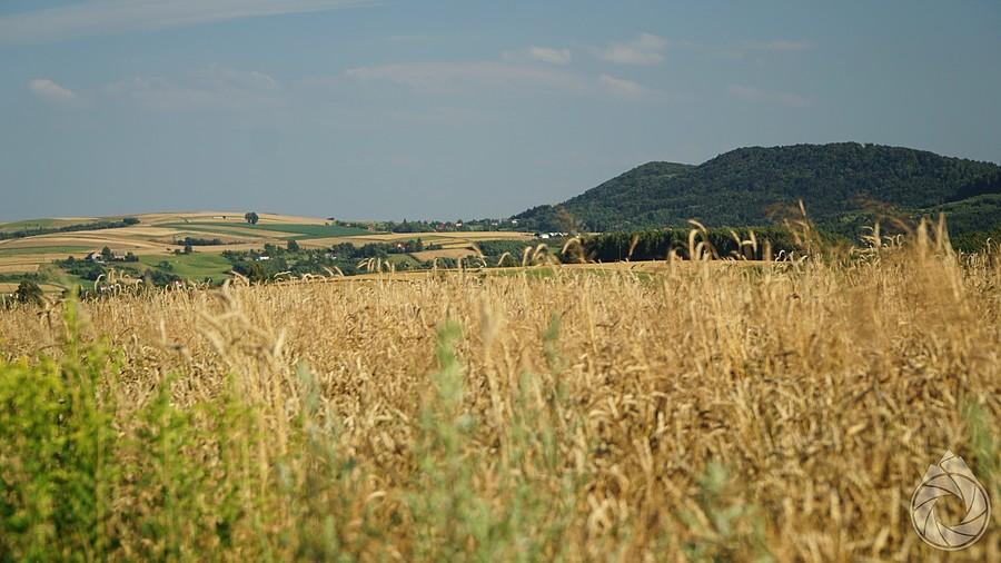 łany zbóż i wzgórki (z Chełm) na horyzoncie