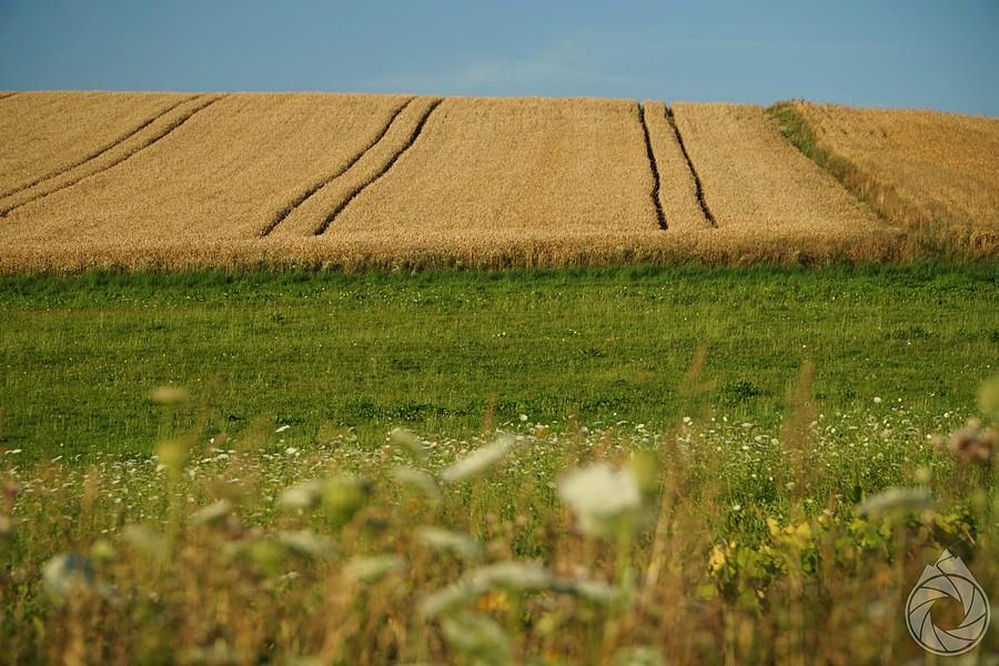 jeszcze przed żniwami na polach nad Stępiną