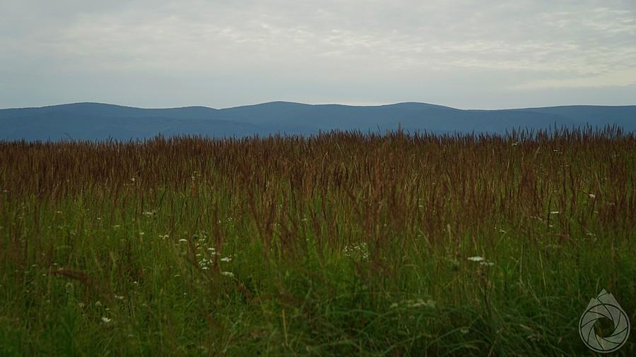 Pasmo Magurskie spod drzewa biwakowego