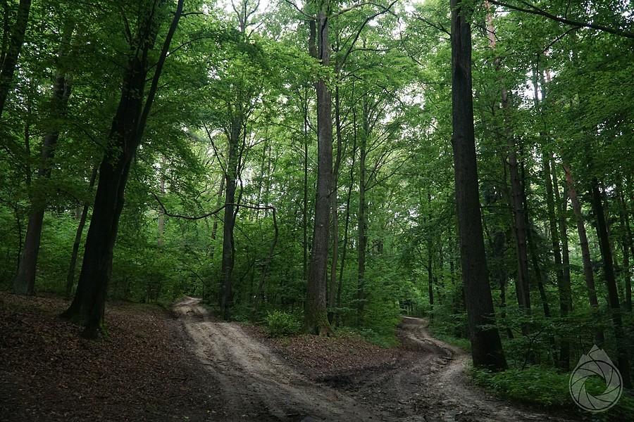 leśna droga na skróty do Wójtowej