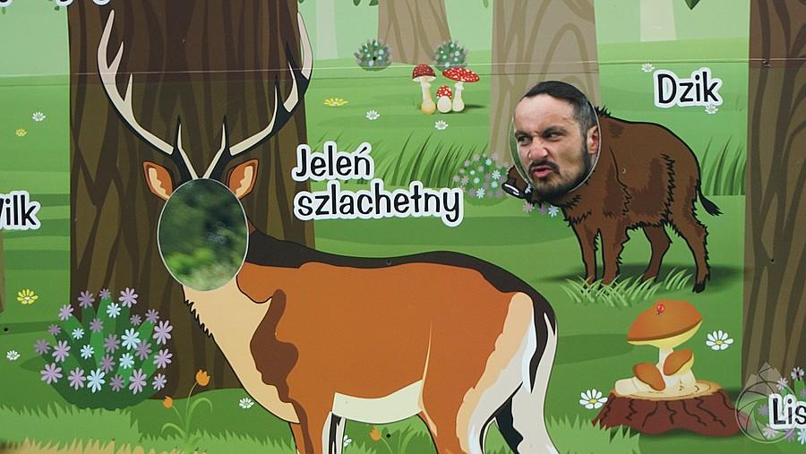 dzik na ścieżkach rowerowych!!!!