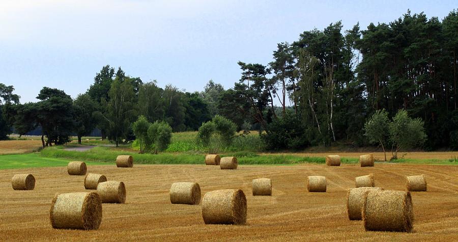 Sierpniowe wielkopolskie klimaty