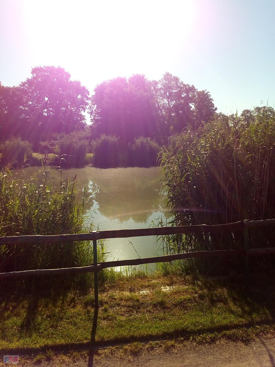 Staw w Borzęcinie