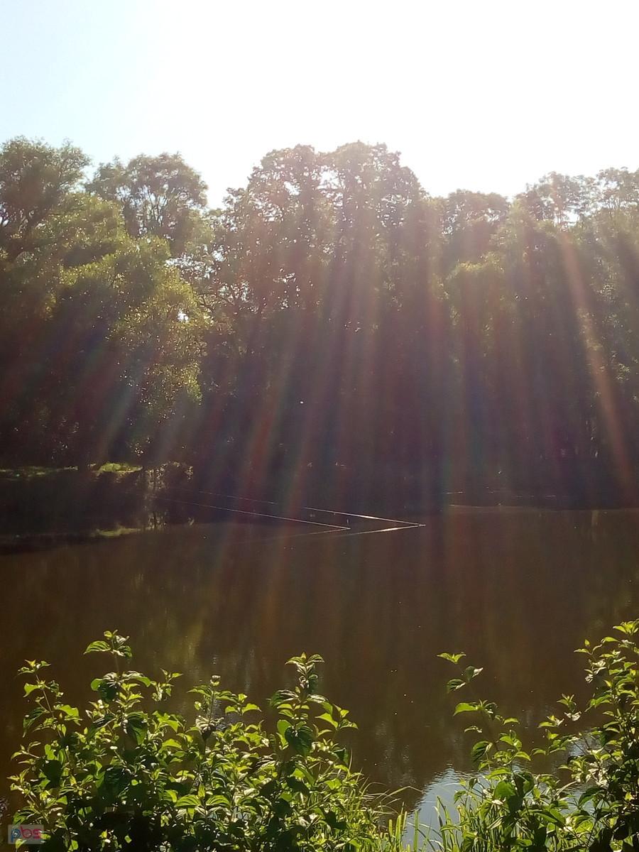 Staw w Ołtarzewie