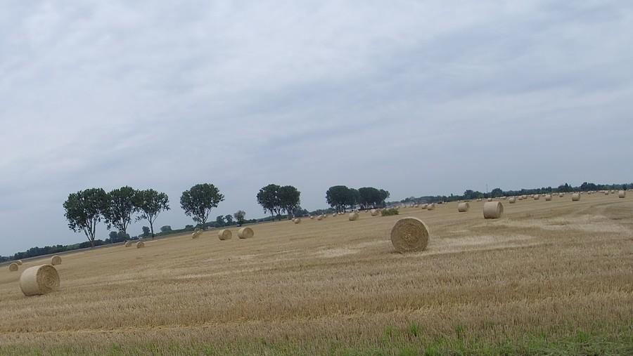 Żniwa AD 2020