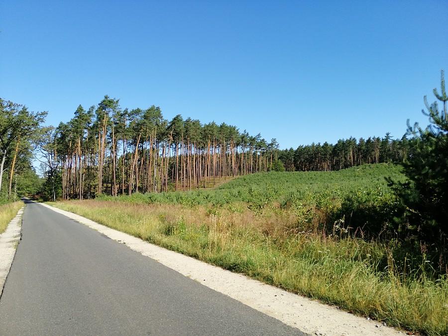 Las pomiędzy Doliną Baryczy a Oleśnicą.