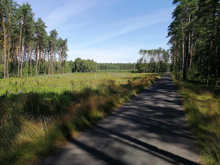 Las w okolicach Święcin.