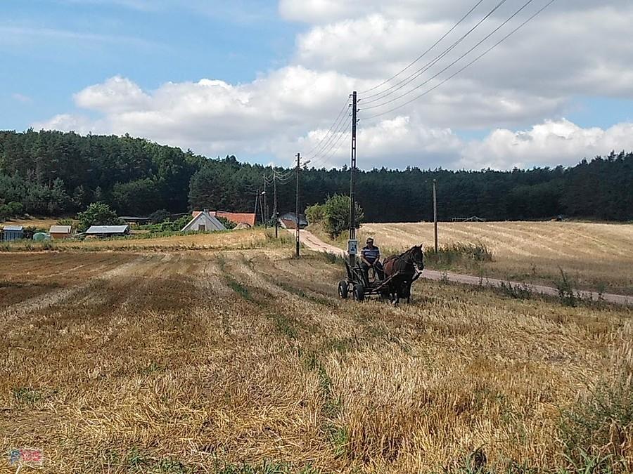 Bryczka z koniem na polnej drodze