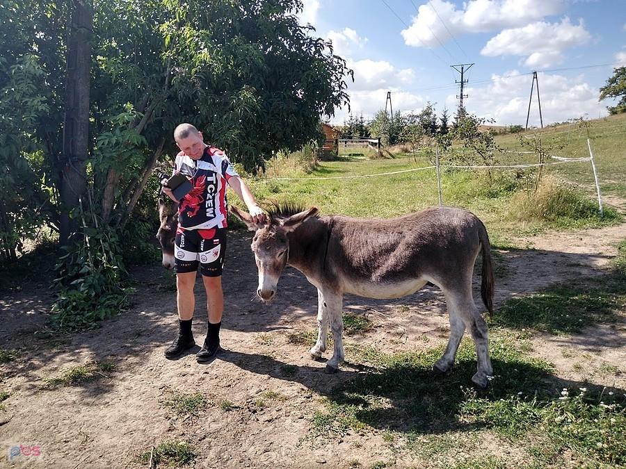 Cyklista i osioł na wsi