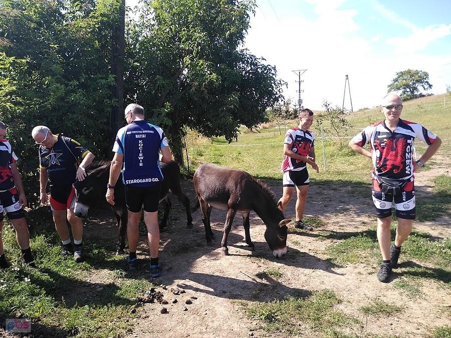 Osioł wśród rowerzystów na wiejskiej drodze