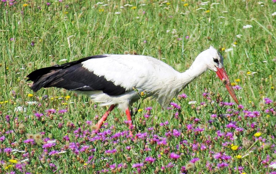 Ślimaczy rzeźnik dopadł kolejną ofiarę