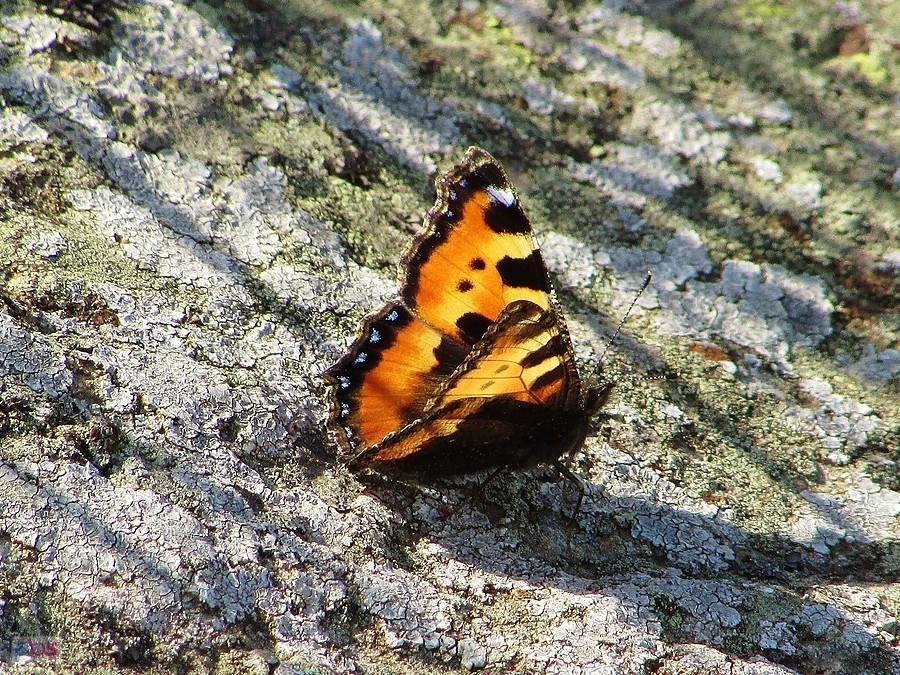 Motyl na szczycie Tarnicy