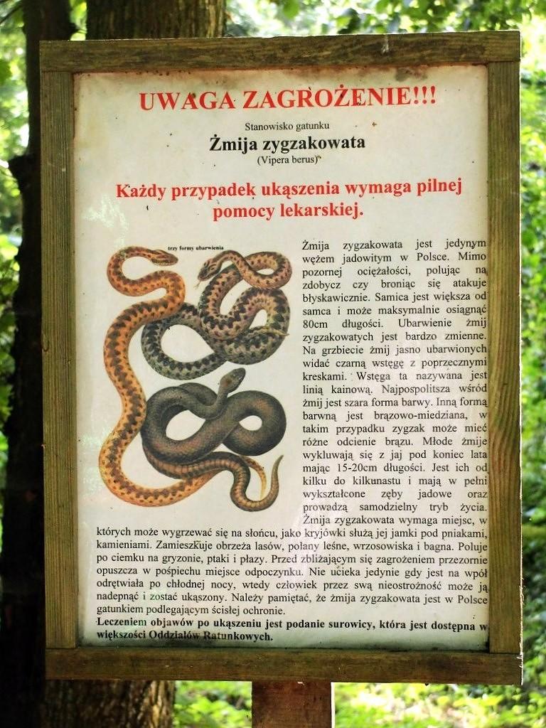 Uwaga Żmije Zygzakowate