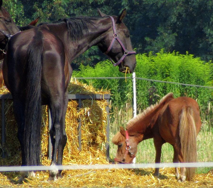 Goliat i Dawid