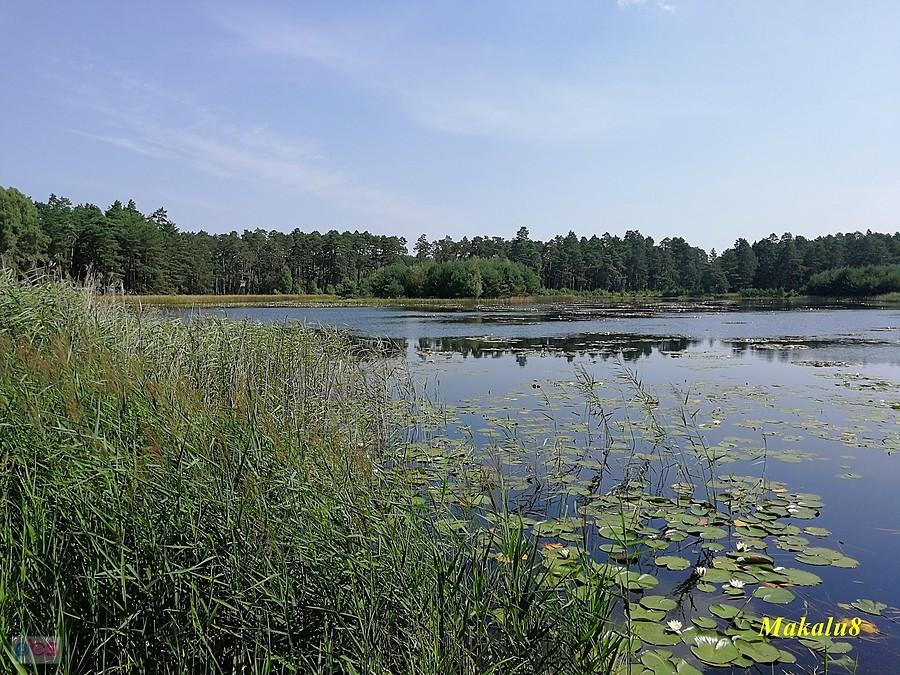 Staw Mikuliny