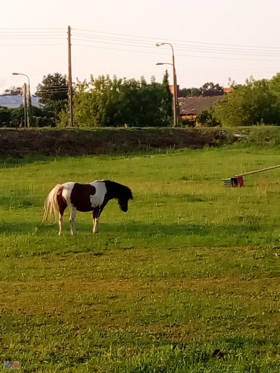 Koń pasący się na pastwisku
