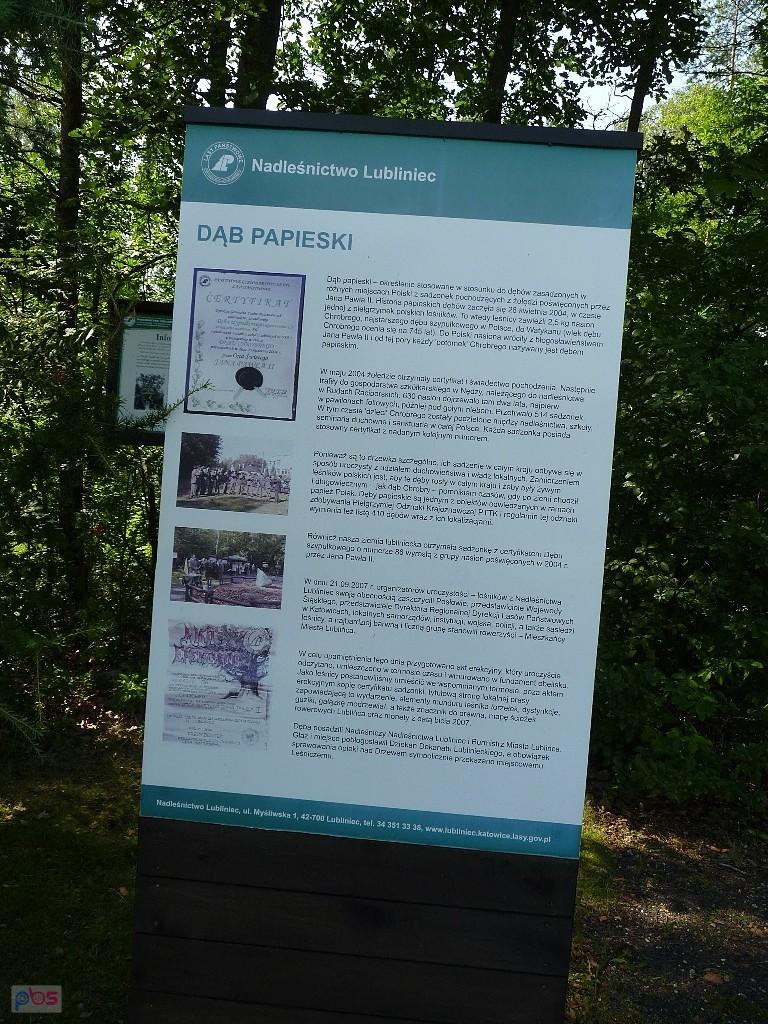 historia dębu