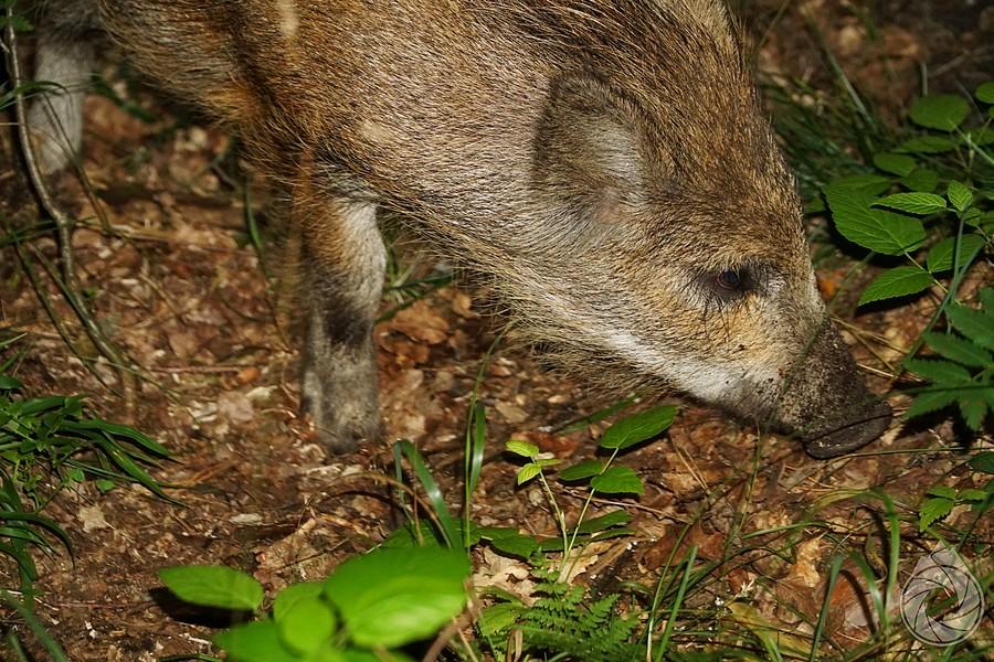 zatroskany dziczek po kopaniu za truflami