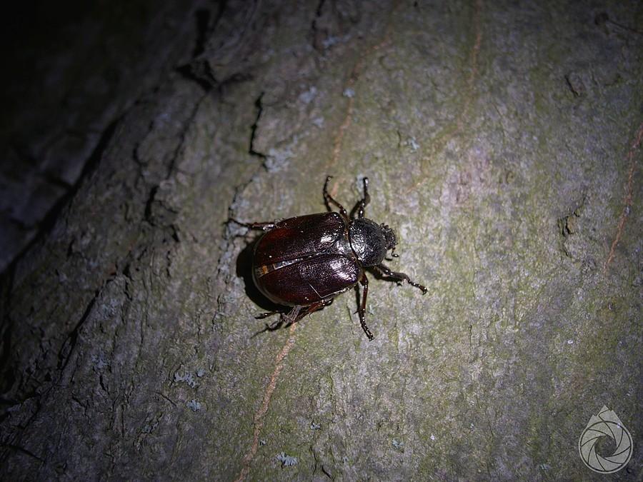 przepiękna pachnica dębowa