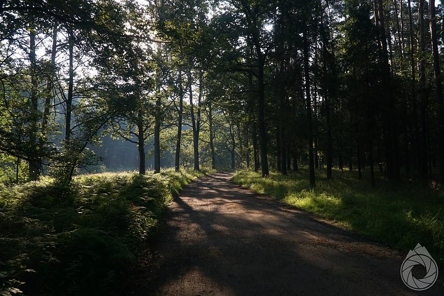 leśna droga do most śmierci na Małej Panwi