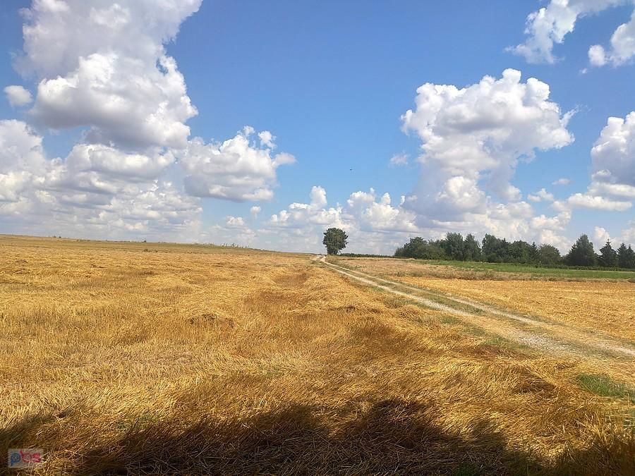 Gdzieś tam w polu ????