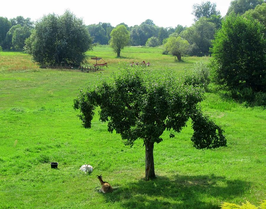Kózki pod drzewkiem, Radzewice