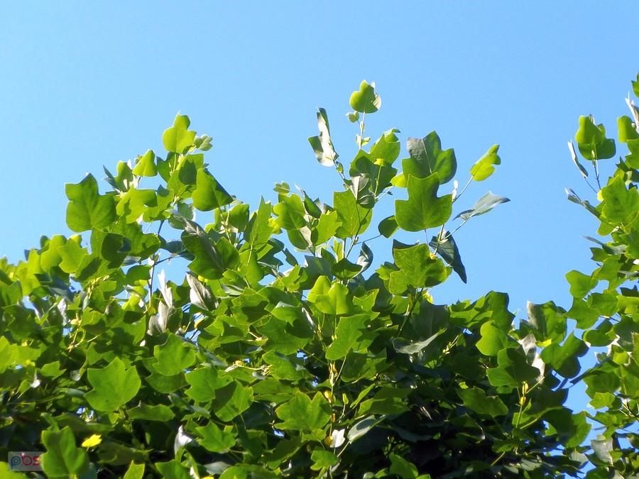 Liście tulipanowaca