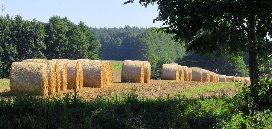 Wielkopolski sierpniowy tetris