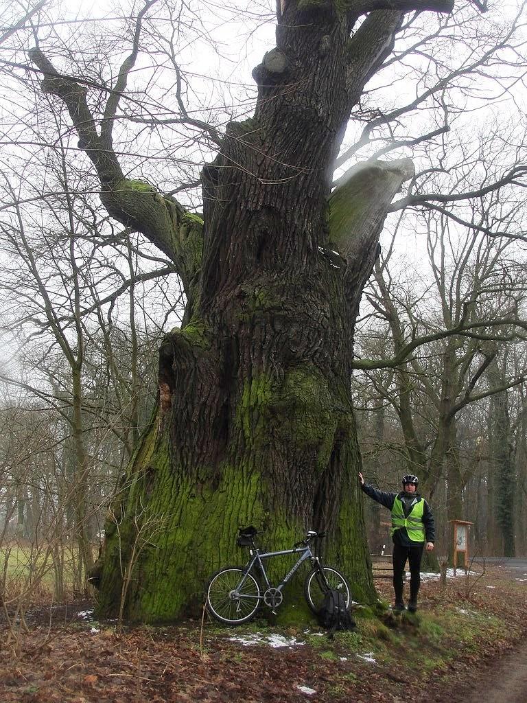 Dicke Eiche 10.45 m. w obwodzie