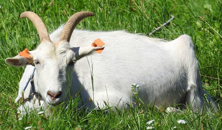 Kozioł czuwa, Radzewice