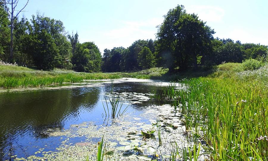 Tereny zalewowe wzdłuż Warty, Radzewice
