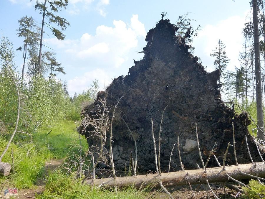 Ładny wykrot