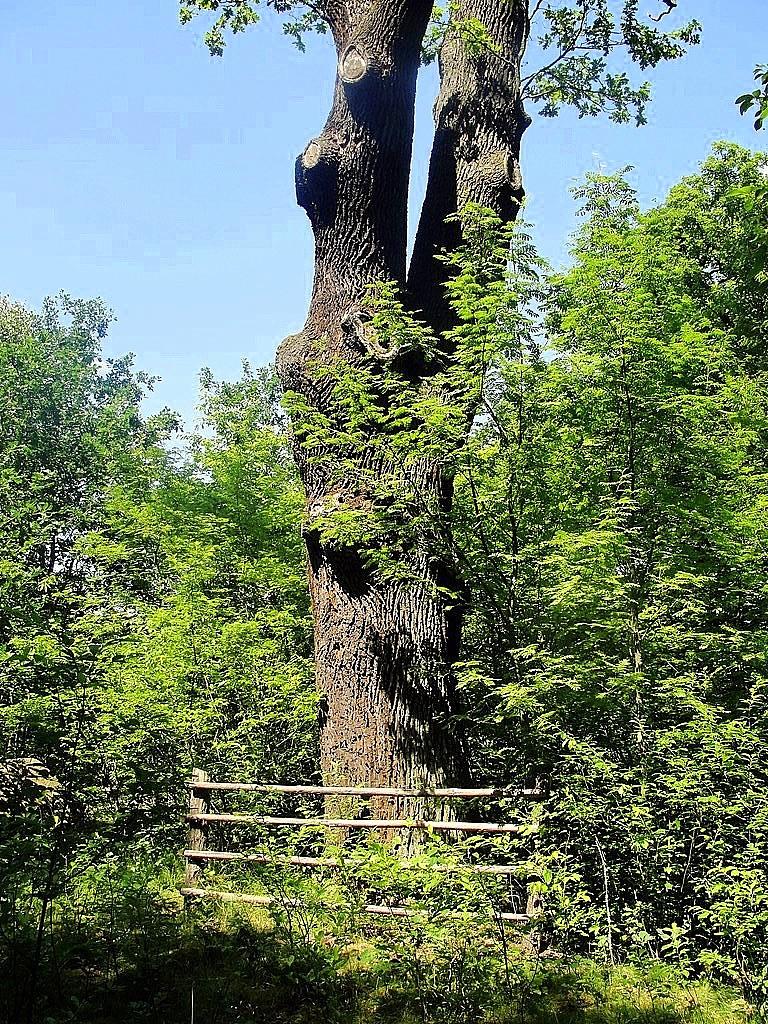 Pomnikowy Dąb w okolicy Dzikowa