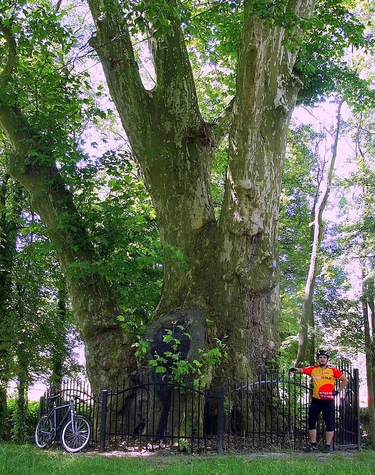 Platan Olbrzym w Chojnie, 10.66 m w obwodzie
