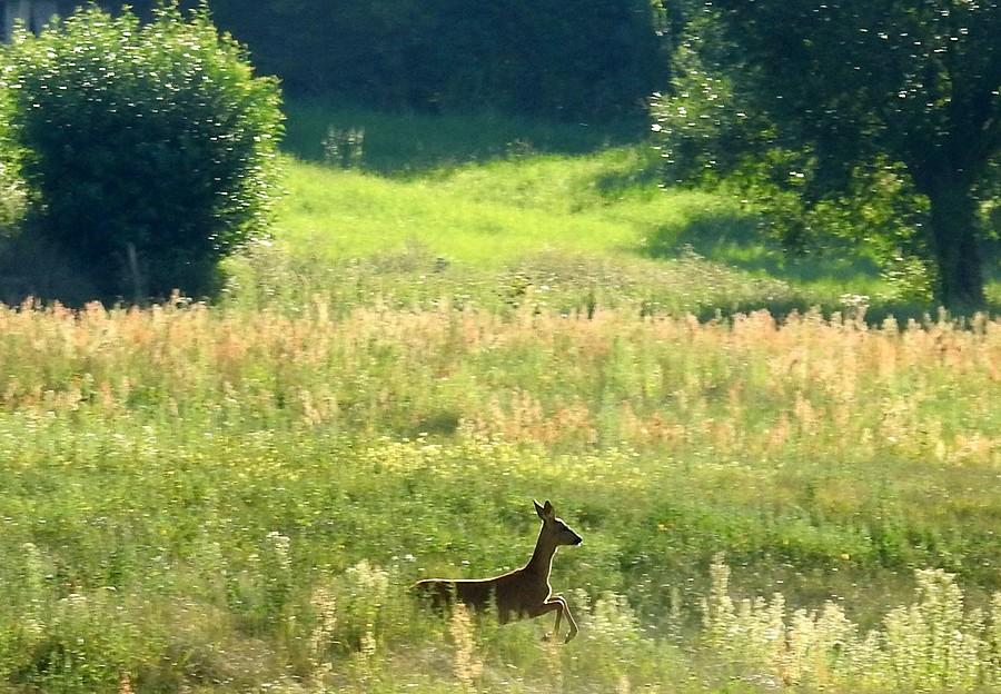 Sarna uciekająca w porannym słońcu