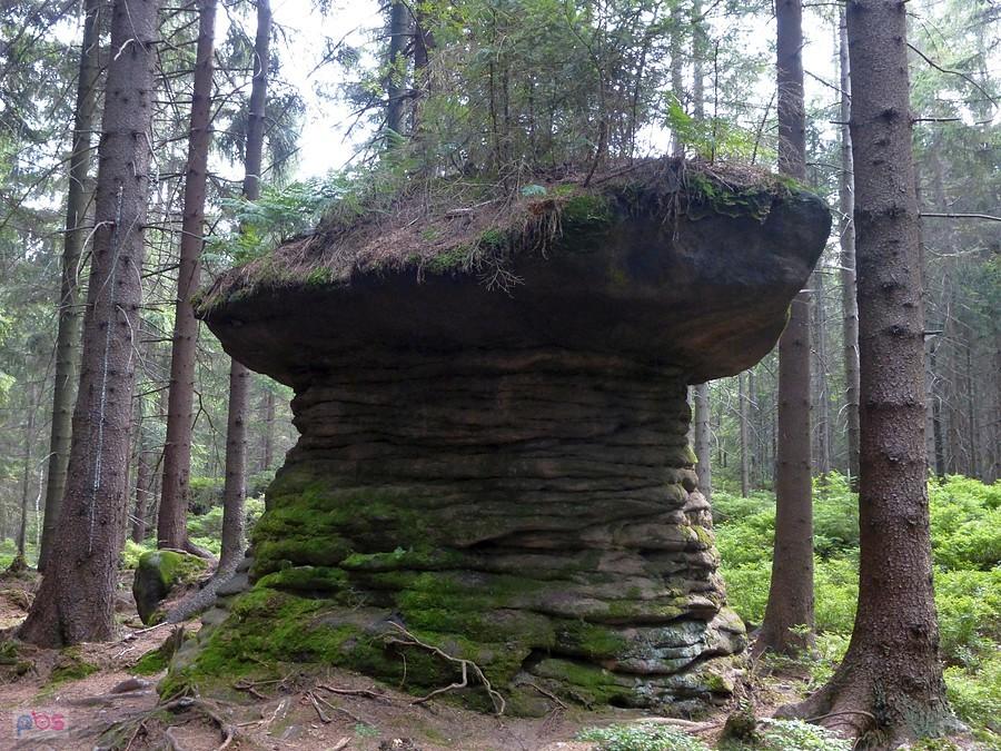 Jest i grzybek