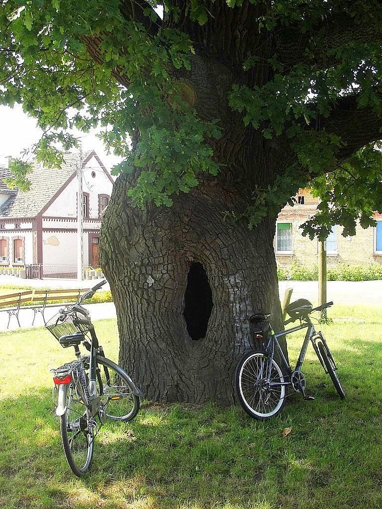 Pomnikowy dąb o obwodzie 620 cm w Lubnie
