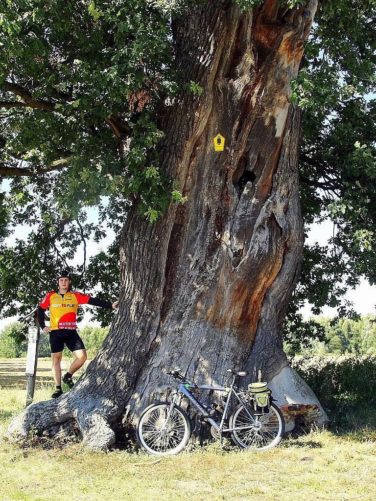 Dąb feldmarszałka Derfflingera o obwodzie 790 cm, rosnący między Werbig a Gusow