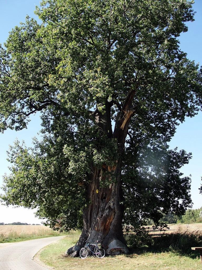 Dąb feldmarszałka Derfflingera o obwodzie 790 cm, rosnący między Werbig a Gusow