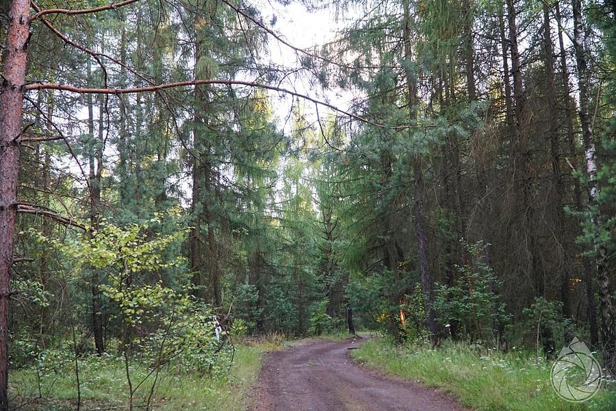 śródleśne drogi pokopalniane