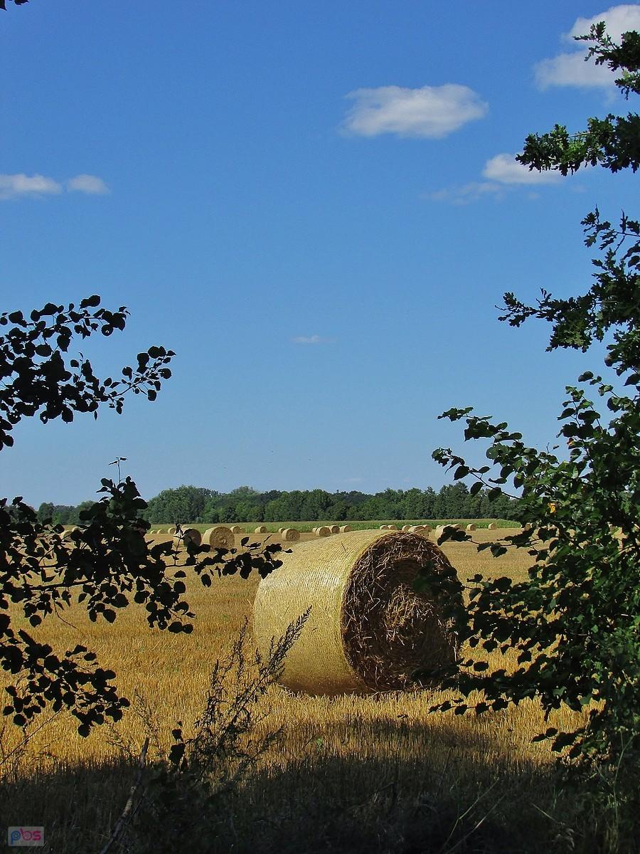 Pola SGGW pod Konstancinem-Jeziorną