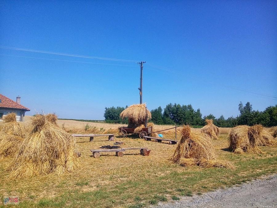 Żniwa na Roztoczu