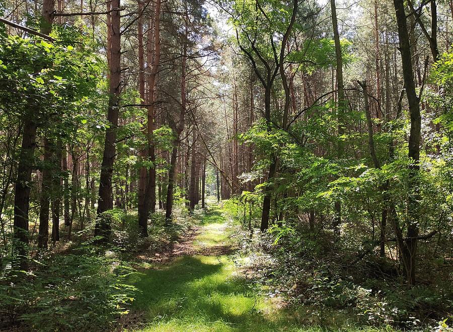 Piękna zieleń lasu w okolicach Żabna
