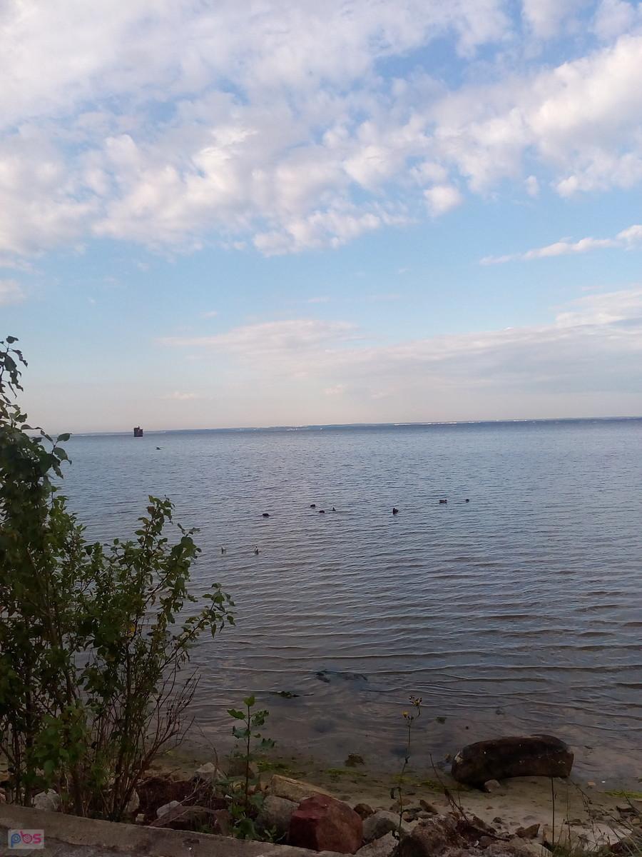 Widok na jezioro z ptakami