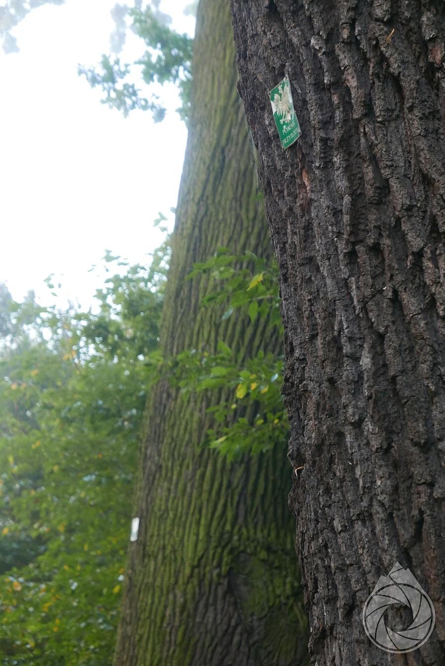kilka pomnikowych drzew nad Jasiołką