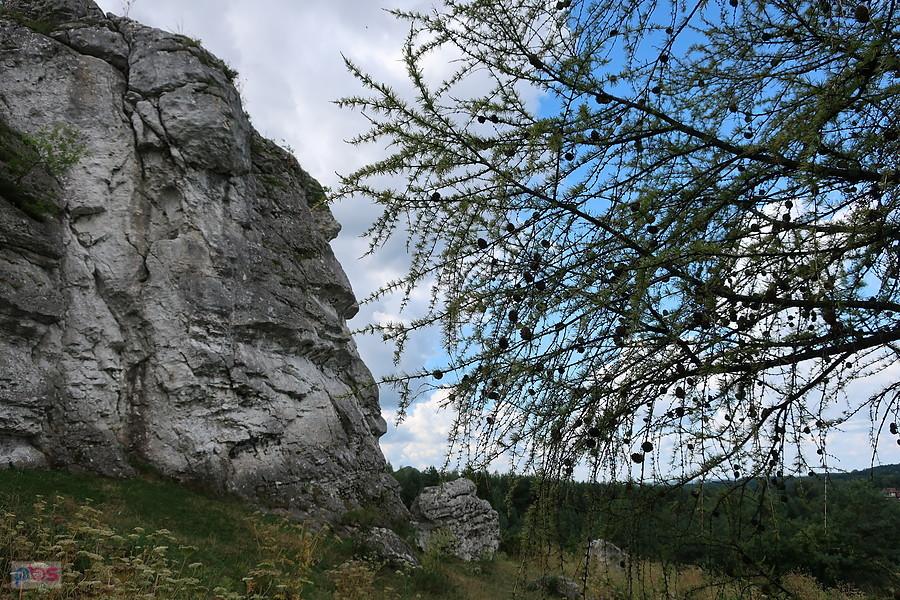 Skały na wzgórzu Cegielnia.